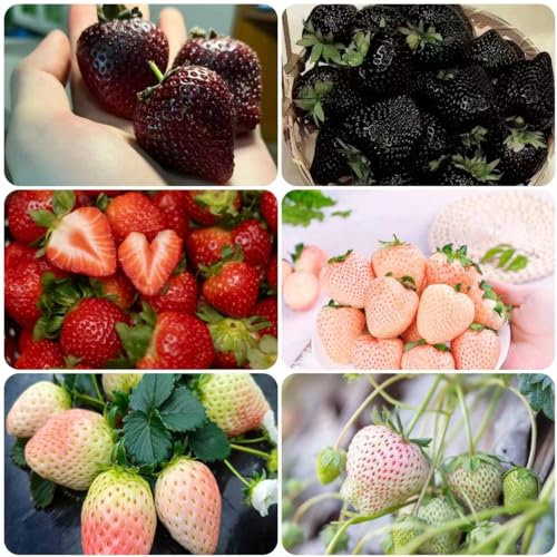 300 pcs erdbeeren samen mehrjährig - obstbäume kaufen pflanztopf erdbeer erdbeersamen,Fragaria ananassa obst samen plant winterharte stauden mehrjährig spalierobst bonsai topf winterfeste
