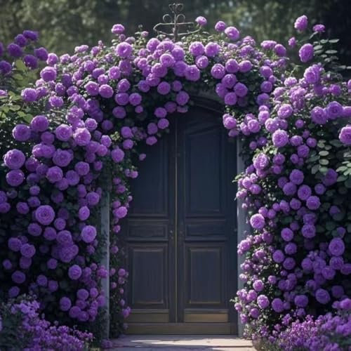 Lot de 1000 graines de rose grimpante de vigne, graines de rose grimpante pour la plantation en plein air clôtures de jardin, pergolas et treillis, longue vigne (1000, violet)