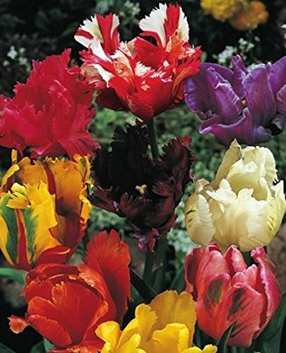 20 Gemischte Papageien Tulpen Blumenzwiebeln