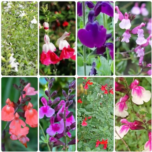 salvia - Salvia greggii - tappezzante e resistenteto di selvatiche giardino di aromatiche da balcone, autunnali da interno semi 350semi