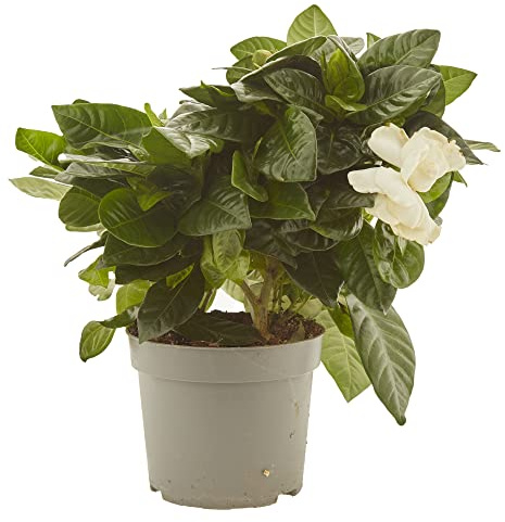 verdecora Gardenia en Maceta Ø13cm | Gardenia Jasminoides | Jazmín del Cabo | Planta de Flor Blanca Perfumada | Ideal para Interior y Exterior en Terraza, Jardín o Patio