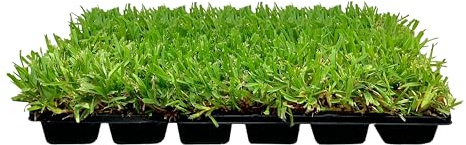 St. Augustine Palmetto | 18 Live Extra Large Grass Plugs | Drought, Salt & Shade Tolerant Turf Sod