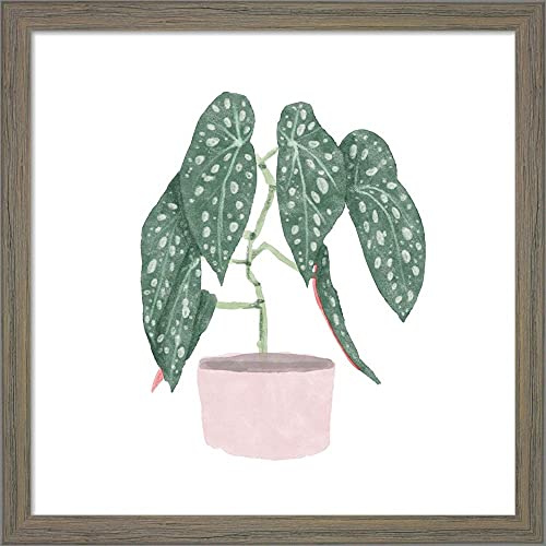 Polka Dot Begonia III by Bannarot Framed Art Print Wall Picture, Unknown Frame, 13 x 13 inches
