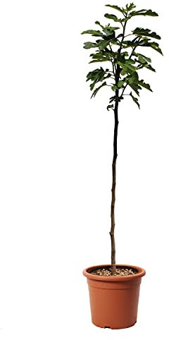 KENTIS - Pianta di Fico - Ficus Carica - Piante Vere da Esterni - Alberello da Frutta - Vaso da Coltura Ø 24 cm