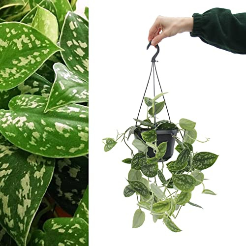 Carbeth Plants Scindapsus pictus 'Argyraeus’ in 15cm Hanging Pot x1