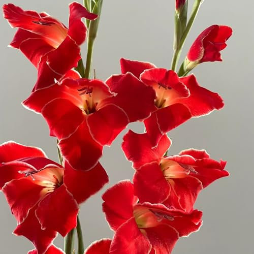 12 pcs gladiolen zwiebeln winterhart, Gladiolus, schnittblumen deko pflanzen steingartenpflanzen winterhart gladiolen knollen geschenke für gartenfreunde winterharte kübelpflanzen