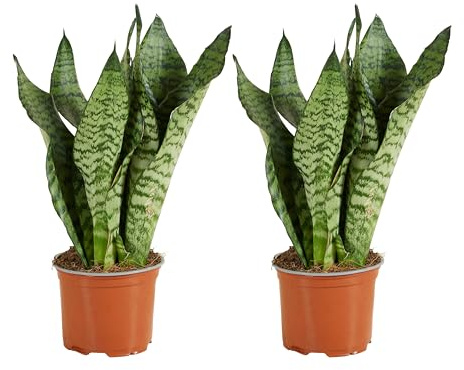 Bloomique - 2er Set - Sansevieria Zeylanica - Bogenhanf - Sukkulenten - Zimmerpflanzen - Sehr Pflegeleicht - Höhe 30-40 cm - Topf 12 cm