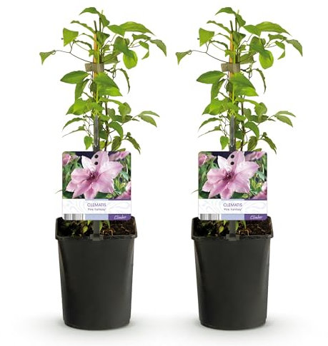 GreenboutiQ - Plante grimpante - Clematis Pink Fantasy - Fleur Rose - Peu d'entretien - 2 plantes - Pot 11cm Hauteur 40cm
