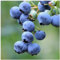 1 'Bluejay' Blueberry Plant/Vaccinium cor. 'Bluejay' 25cm in 9cm Pot 3fatpigs®
