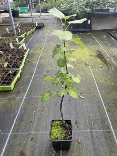 Common Pear Tree - Pyrus communis - 60/80cm Tall - UK Grown