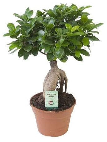 Chinesische Feige - Ficus Ginseng - Zimmerpflanze - Ø17cm - 40cm