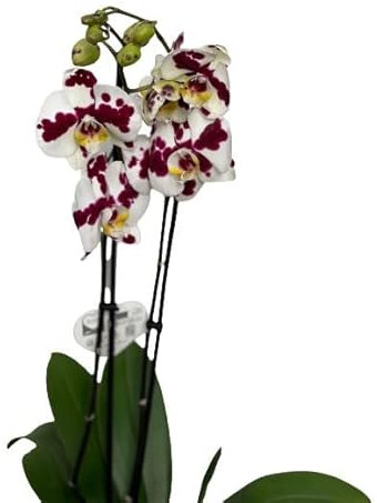 Cool Green - Planta natural - Orquidea Natural 2 tallos Moteada - Apta para Mascotas