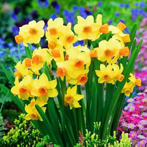 Narzissenzwiebel-Winterhart MehrjäHrig,Narzissen Knollen,Narzissenzwiebel,Narzissen Zwiebeln Winterhart,Winterharte Stauden,Bonsai Pflanze,Gartenblumen-2zwiebeln-c