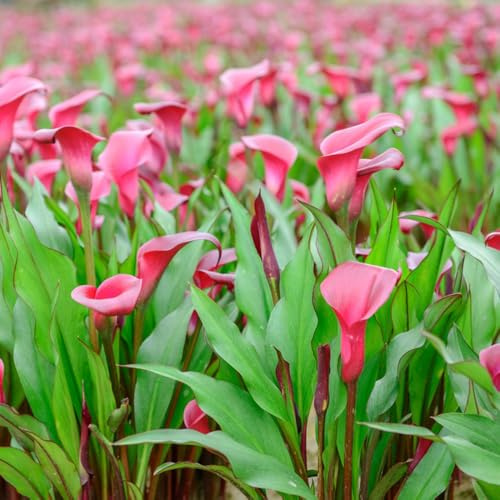 Bulbos de lirio de cala - Zantedeschia aethiopica - resistentes exóticas decorar jardín 6pcs