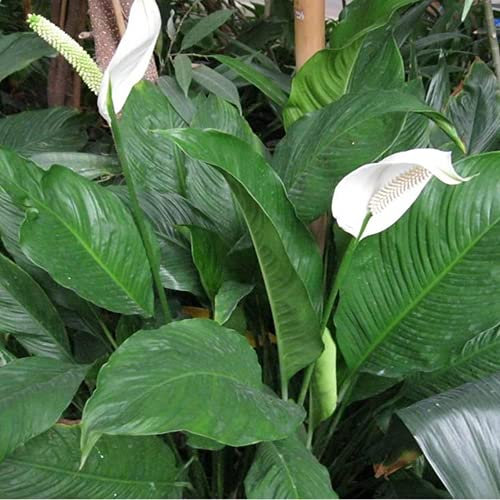 SPATHIPHYLLUM FLEUR DE LUNE PLANTE D’INTÉRIEUR PLANTE SAINE EN POT