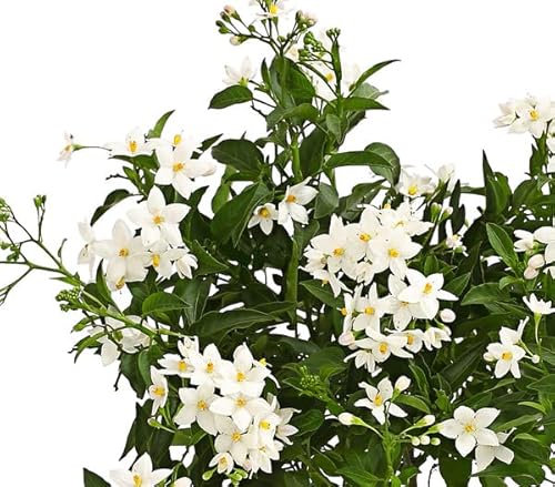 Jazmín Nocturno Planta Natural Trepadora Ideal para Tapizar el Exterior del Hogar