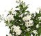 Jazmín Nocturno Planta Natural Trepadora Ideal para Tapizar el Exterior del Hogar