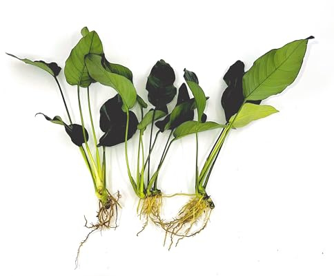 3 Aquatic Plants Bundle | Live Plants for Freshwater Aquariums (3 X Anubias VAR Nana Plants)