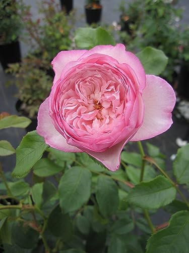 Rosa The Mill on the Floss ® - Englische Rose The Mill on the Floss ® - Austin Rose