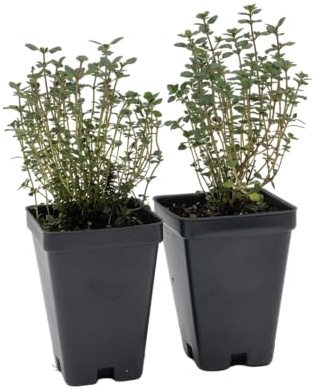 2 Live Lemon Thyme Plants (Thymus Citriodorus) – Aromatic Perennial Herb, Thriving in 2.5 Nursery Cubes