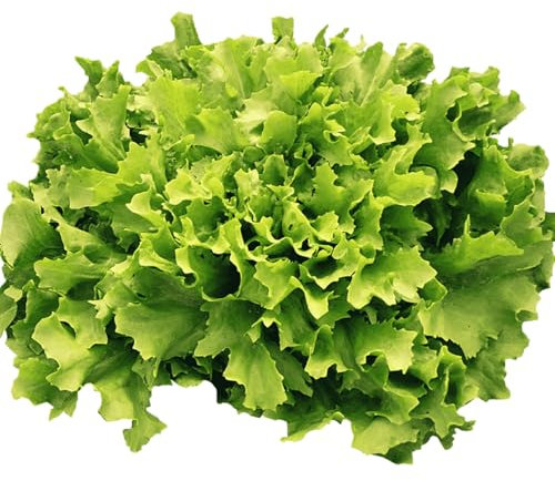 Welldales 50 Roman Endive Seeds Salad Green Cichorium Romanesca UK Biennial Vegetables
