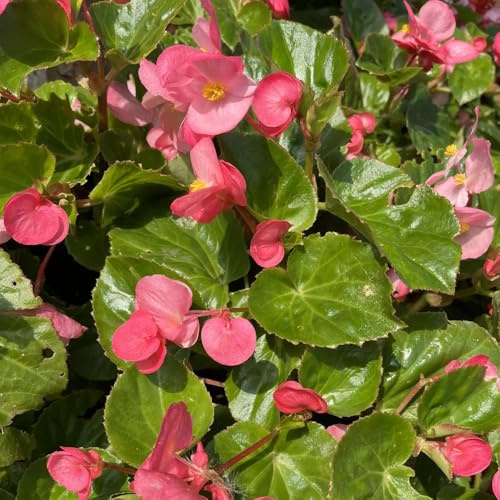 begonia giardino di interno resistenti esterno in vaso d'appartamento purificatrici d'aria primaverili, resistenti in vaso semi di per 15semi