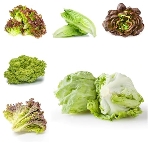 semillas de lechuga recoger lechuga resistentes para el jardín de lechuga exóticas resistentes, orgánicas 60pcs