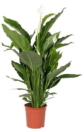 Einblatt 'Sweet Sebastiano', Topf-Ø 24 cm, Höhe ca. 120 cm