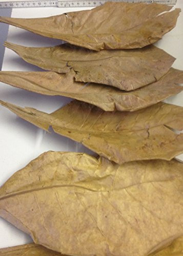 ~50 Stück XXL (=150 Gramm/ca.30cm) Seemandelbaumblätter original A-Markenware von SMJS-Cambodia +++BLITZVERSAND+++ Seemandellaub Catappa Leaves