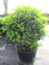 Prunus lusitanica angustifolia Kugel - Portugiesische Lorbeerkirsche Kugel