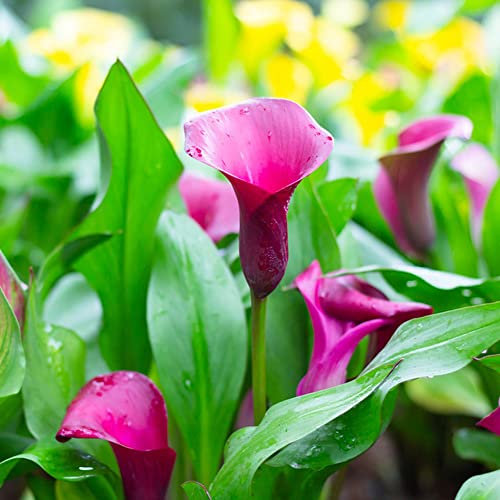 Winterharte Calla Zwiebeln Garten Blumen Balkonpflanzen Calla Lily Blumenzwiebeln MehrjäHrig Winterhart Balkon Blumen Gartendeko FüR DraußEn Exotische Pflanzen 3 Blumenzwiebel Calla Rosa