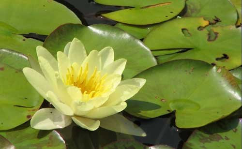 eine gelbblühende Seerose für den Teich, Teichpflanzen, Wasserpflanzen