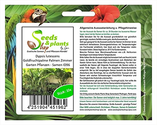 Seeds & Plants Shop by Ipsa Stk - 10x Dypsis lutescens Goldfruchtpalme Palmen Zimmer Garten Pflanzen - Samen ID96 - Samenbank Pfullingen Patrik