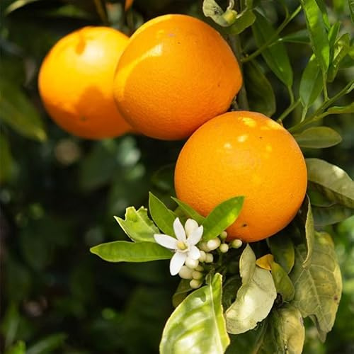Árbol Frutal Natural de Citrus sinensis - Naranjo
