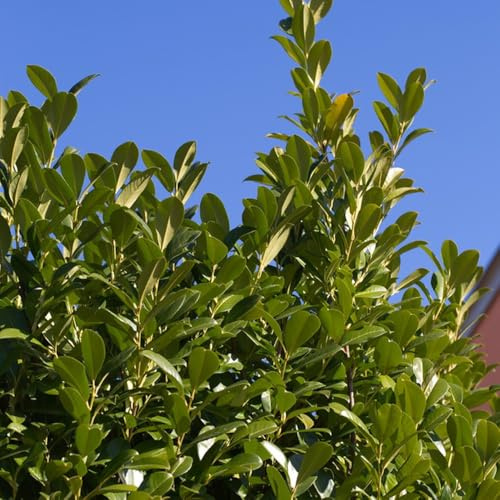 comprar semillas de laurel cerezo, jardín de rocas orgánicas de raras de resistentes de interior 250pcs