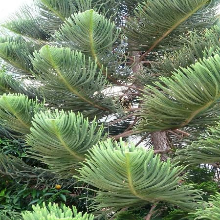 80 graines de plantes d'Araucaria vertes