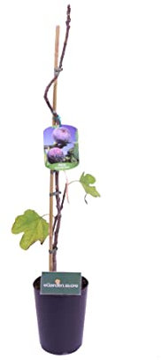 eGarden.store - Pianta vera di Fico o Fioreone o Ficus Carica diverse varietà 2 anni - Albero da frutta commestibile da coltivare in giardino o in vaso (Fiorone Nero)