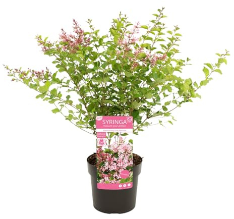 Bloomique - Syringa Bloomerang Pink Perfume - Lilla - Lillà nano - Fioritura rosa - Piante da giardino - Resistenti all'inverno - Altezza 50-70 cm - Vaso 19 cm