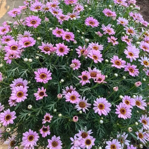 margeriten samen bio, blumen für balkon margeritensamen winterharte stauden deko pflanzen saat hochbeett blumenwiese balkonblumen bonsai 250pcs