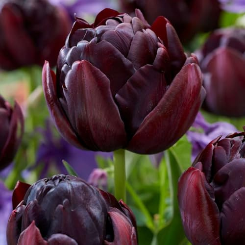 Plant in a Box - Bulbi di tulipano - 15 Pezzi - Tulipa 'Black Hero' - Bulbi di fiori