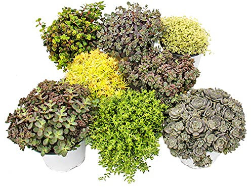 8 plantes Hardy Sedum - orpin - jeu de couleurs varié 10,5cm pot