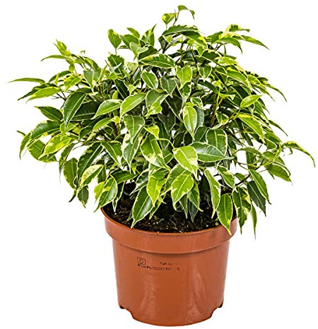Bloomique - Ficus Benjamina Kinky - Figuier pleureur - Plante d’intérieur - Dépolluante - Facile d’entretien - 20-30 cm de Haut - Pot 12 cm