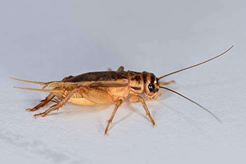 Heimchen groß, Großpackung Futtertiere 250 Stück, Futterinsekten für Reptilien und Vögel in verschiedenen Größen erhältlich