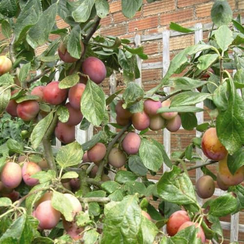 Victoria Plum Tree - Heavy-Cropping, Self-Fertile Variety for Small Gardens and Containers - Easy to Grow Patio Fruit Tree - British Bred and Reliable - 1x 4.5 Litre Potted Plant by Thompson & Morgan