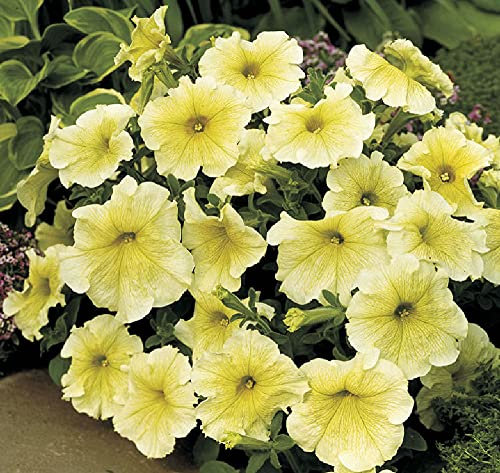 Viridis Hortus - Petunia Prism Sunshine 50 Pelleted Flower Seeds