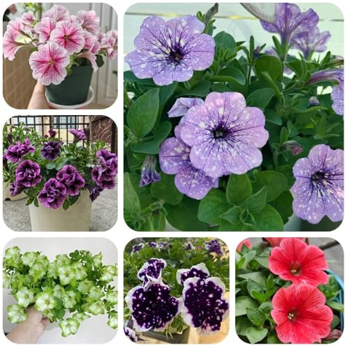 Semi di petunia appesi, da giardino Petunia ibrida, vecchie varietà semi da giardino roccioso resistenti decorazione 500pcs