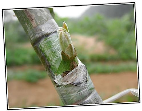 IMIKEYA Ruban De Greffage Arbres Adhésif PE Jaune pour Greffage De Légumes Fleurs Et Arbres Fruitiers Auto-adhésif