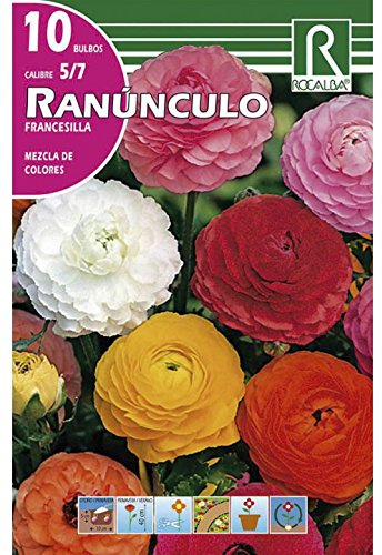 RANUNCULO FRANCESILLA MEZCLA DE COLORES - 10 BULBOS