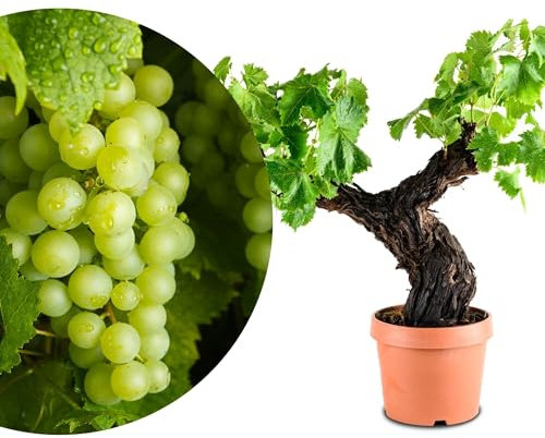 Meine Orangerie - exklusive Vitis Vinifera Weinrebe in Bonsai Form – Premium Weinrebe – pflegeleichter Indoor- und Outdoor-Bonsai – dekorative und langlebige Pflanze für Haus und Garten (Ø22cm Topf)