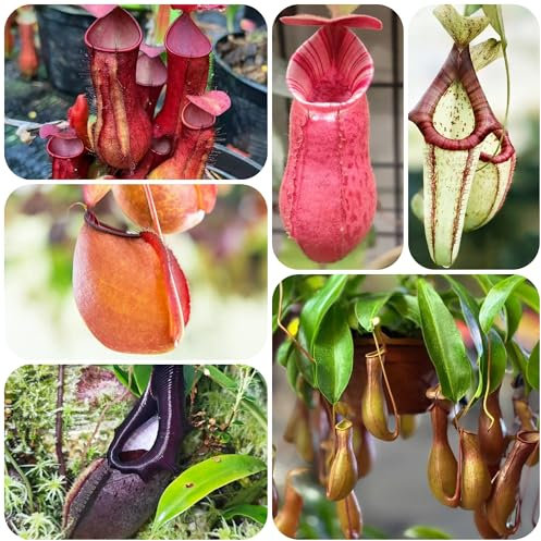 fleischfressende pflanzen samen - heilpflanzen pflanzensamen sukkulenten samen draußen gras exotische pflanzen sommer blühende indoor garten Kannenpflanze bonsai stauden winterhart 150pcs